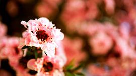 Naturfoto von Wietze Wiegersma