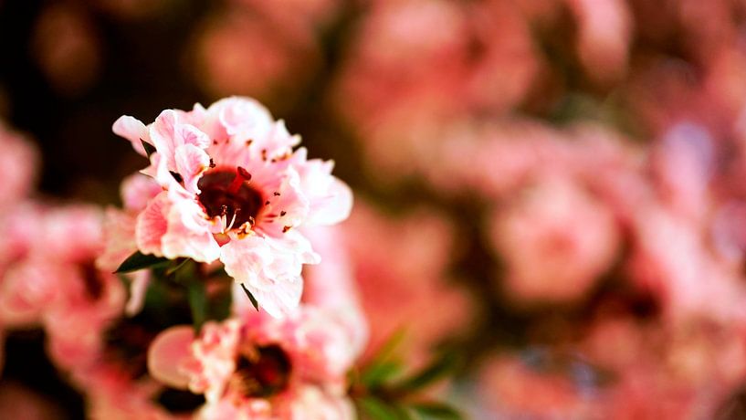 Nature Photo by Wietze Wiegersma