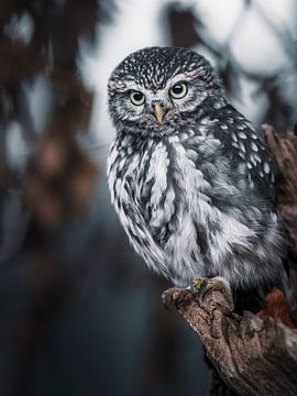 Little Owl by Daniela Beyer
