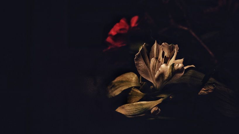 Flower. by Hans van Dongen