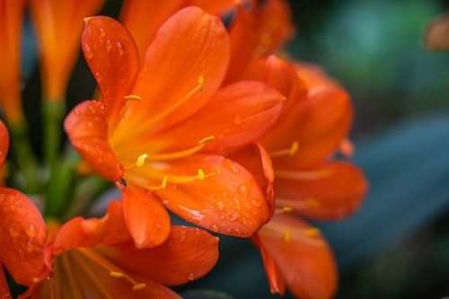 Red flowers with water drops