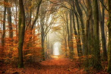Klassischer Wald von Lars van de Goor
