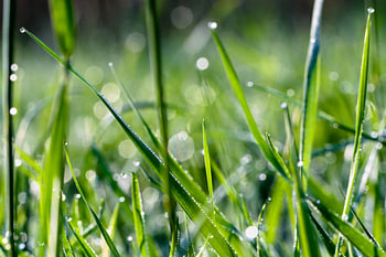 Dauwdruppels op gras