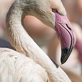 Portrait of a pink flamingo by Katrin May