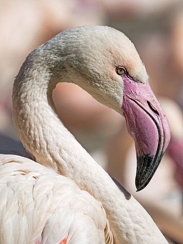 Portret van een Roze Flamingo