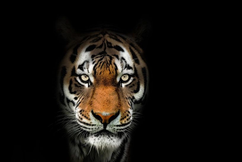 Tiger taucht aus der Dunkelheit auf von Marcel Kieffer