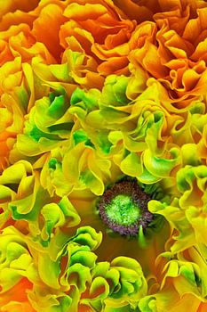 Wonderland Ranunculus Flower
