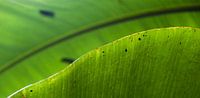 Tropical leaf von Martijn van Huffelen Miniaturansicht