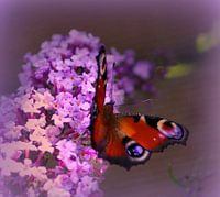 Peacock butterfly