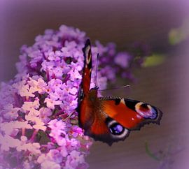 Tagpfauenauge von Vera Laake