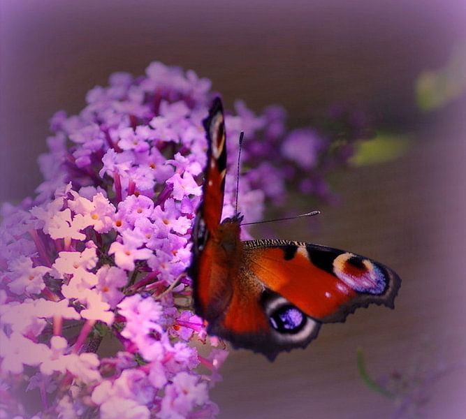 Pauw vlinder van Vera Laake