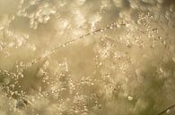 Natural gold by Moetwil en van Dijk - Fotografie thumbnail