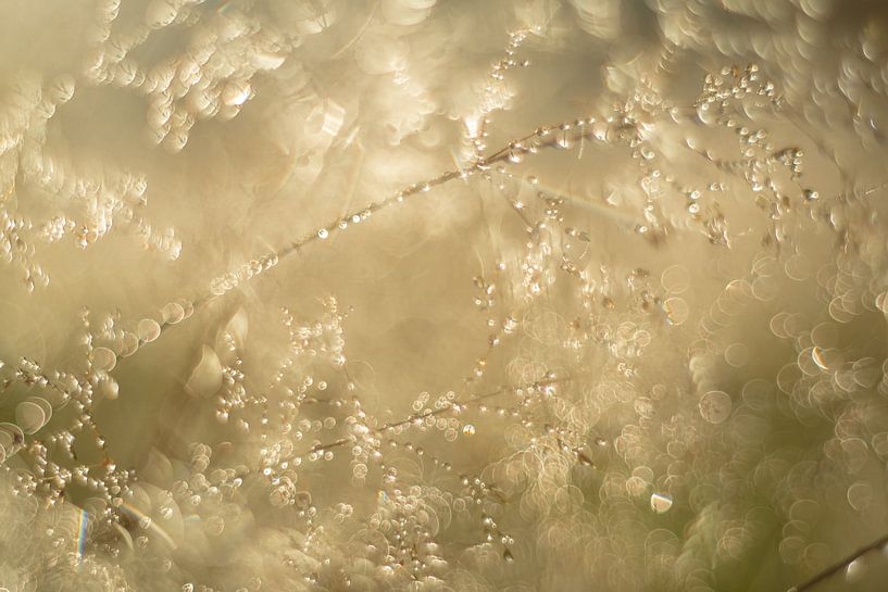 Natural gold by Moetwil en van Dijk - Fotografie