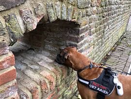 Boxer with harness by tania mol