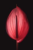 Rode Anthurium | Werk aan de muur bloemen