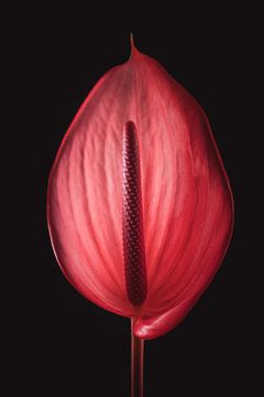 Bloem | Anthurium | Rood van Sandra Hazes