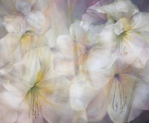 Imagine - Amaryllis