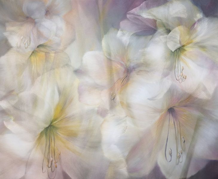Imagine - Amaryllis by Annette Schmucker