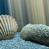 Shells von Tomas S.
