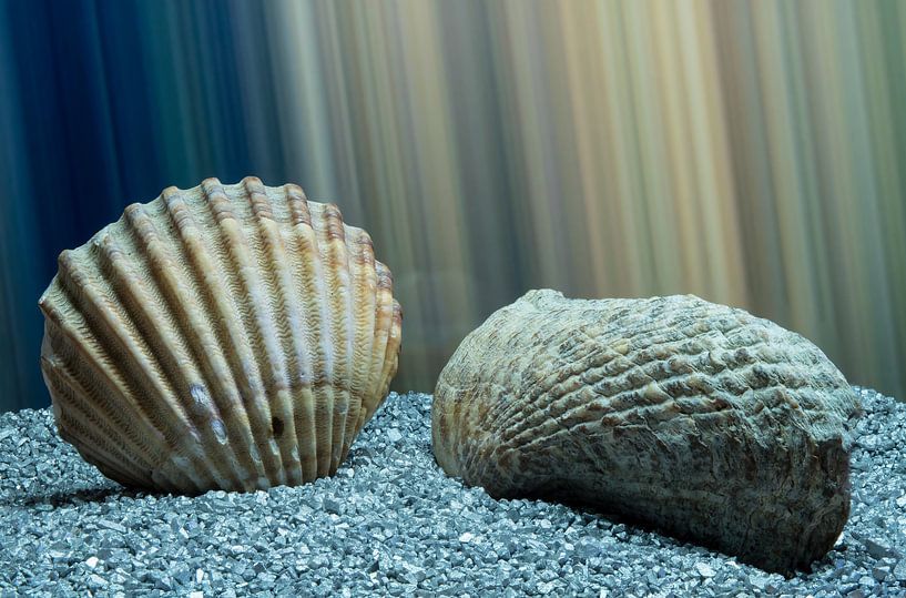 Shells von Tomas S.