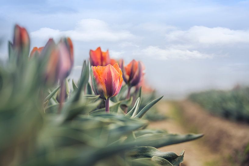 tulipes à côté de la route par Kristof Ven