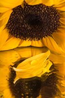 The yellow sunflower with lost leaf with drop