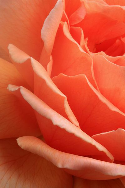 Roos van Frank Smedts