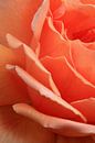 Roos van Frank Smedts thumbnail