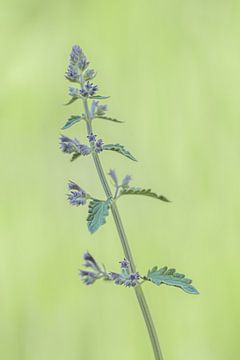 Fleur violette sur Photography art by Sacha