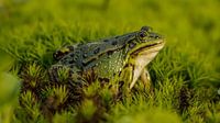 Frog by Raymond Engelen thumbnail