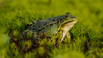 Grenouille