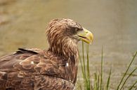 Head of a European White-tailed Eagle, a drop of water hangs from the yellow beak. by Gea Veenstra thumbnail