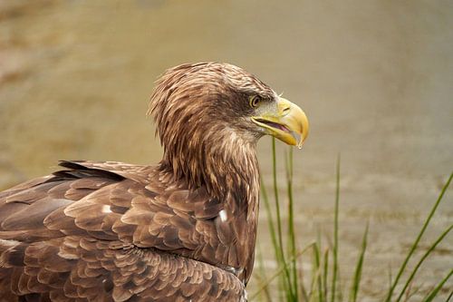 Tête d'un pygargue à queue blanche européen, une goutte d'eau pend de son bec jaune. sur Gea Veenstra