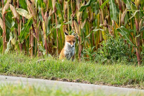 Wachter aan de rand van het veld - de vos in het avondlicht