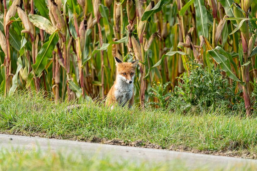 Wachter aan de rand van het veld - de vos in het avondlicht van Florian Freiberg