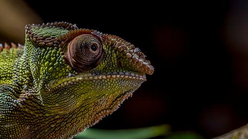 Panther-Chamäleon Furcifer pardalis von Raymond Engelen