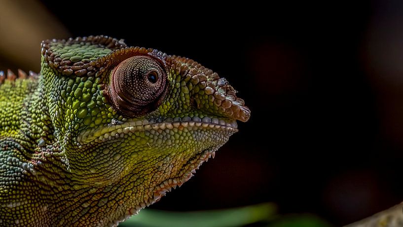 Panther Chameleon Furcifer pardalis by Raymond Engelen