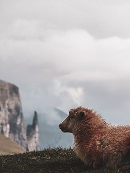 Eines von tausend Schafen