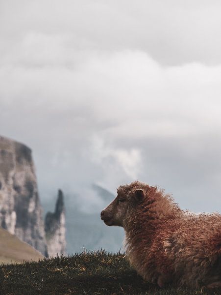 One of a thousand sheep by Larissa Geuke