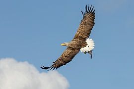 Pygargue à tête blanche sur René van Briemen