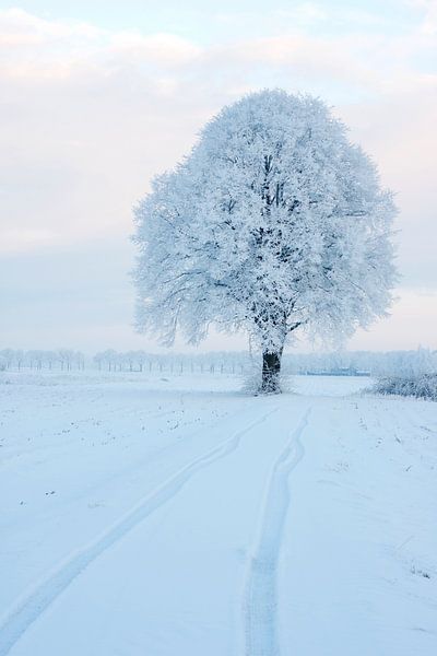 Koude boom II by Ruud van Ravenswaaij