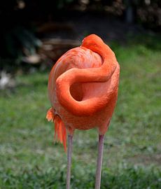 Flamingo in Miami, Florida by Karel Frielink