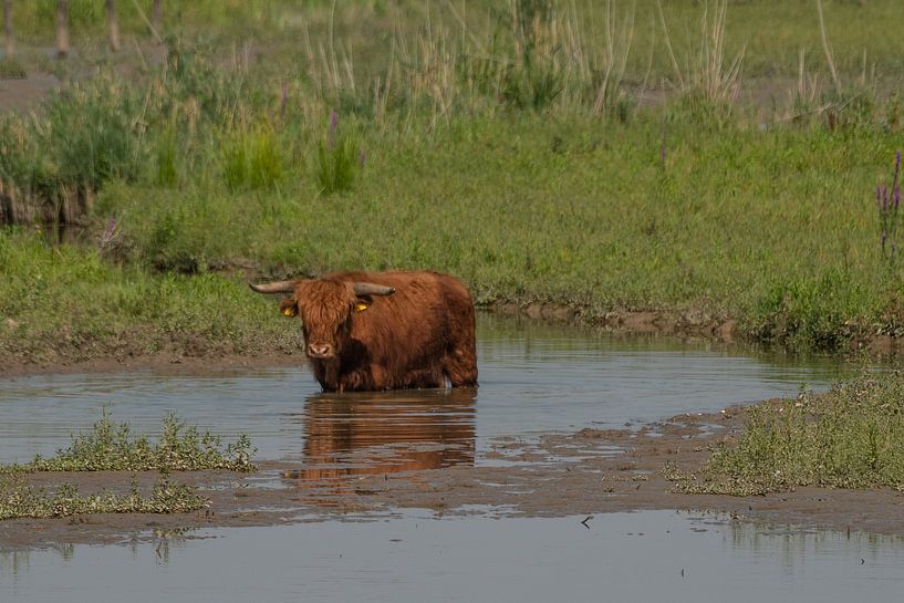 Schotsehooglander in het water van Arie Jan van Termeij