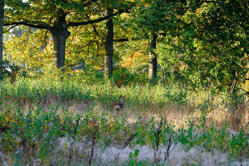 Automne par Mario Creanza