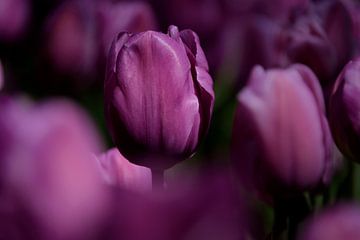 Tulipe pourpre sur Jeanette van Starkenburg