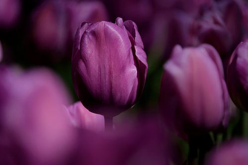 Paarse Tulp van Jeanette van Starkenburg
