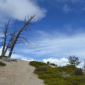 Dode bomen in Bryce Canyon van Bernard van Zwol