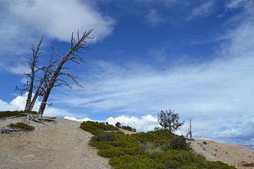 Dode bomen in Bryce Canyon van Bernard van Zwol