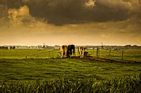 koeien in de wei bij een dreigende lucht