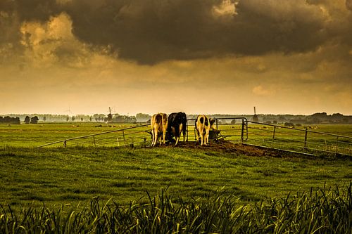 Kühe auf der Weide, wenn die Luft bedrohlich ist